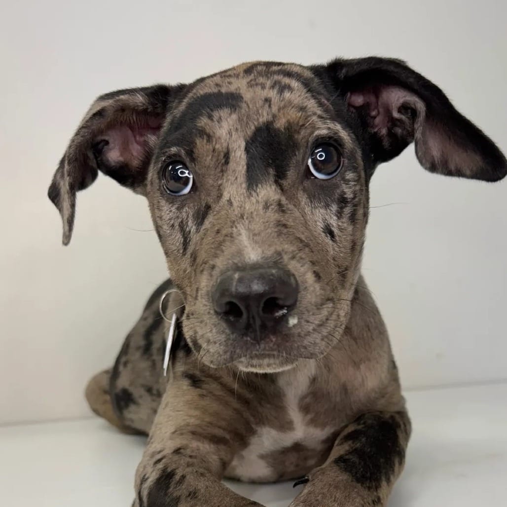 Photo of Praline, adoptable Mixed Breed (Medium) in St. Charles, Missouri