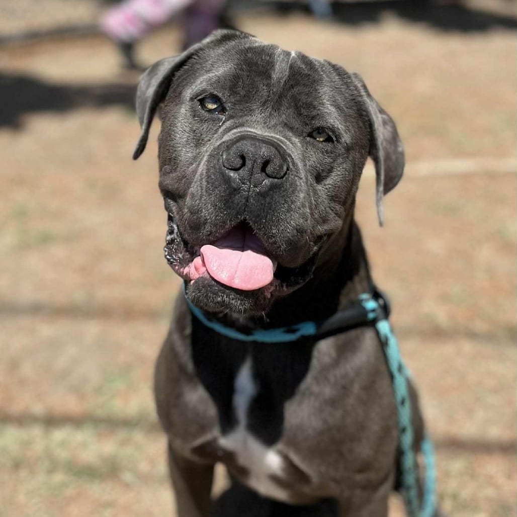 Photo of Adam, adoptable Mastiff / Mix in San Francisco, California