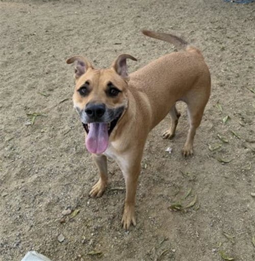 Photo of Zander, adoptable German Shepherd Dog in Redlands, California