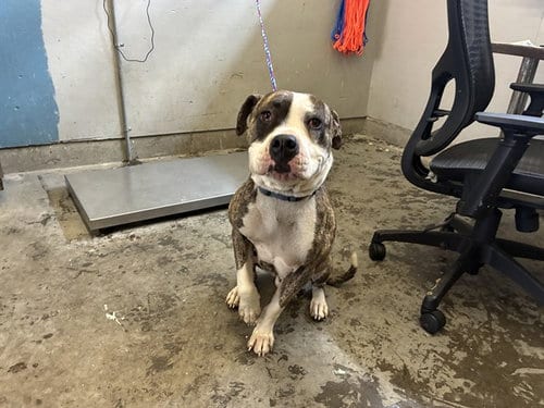 Photo of Cosmic, adoptable American Bulldog in Camarillo, California