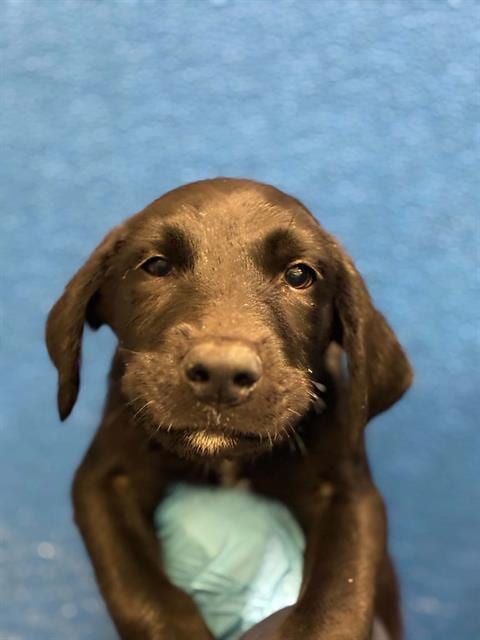 Photo of Canyon, adoptable Labrador Retriever in Visalia, California