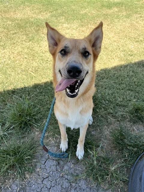 Photo of Freya, adoptable German Shepherd Dog in Corpus Christi, Texas