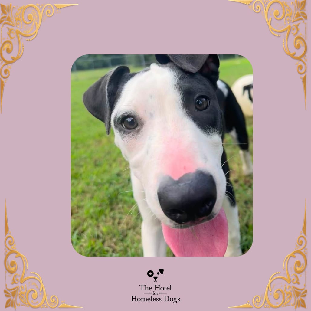 Photo of Malibu, adoptable Catahoula Leopard Dog / Mixed Breed (Medium) in Cumberland, Rhode Island