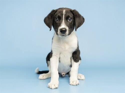 Photo of Big Fella, adoptable Border Collie in Phoenix, Arizona