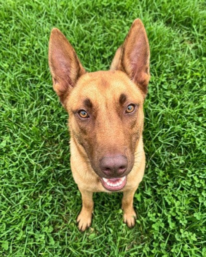 Photo of Jimmy Chew, adoptable German Shepherd Dog in Texas City, Texas
