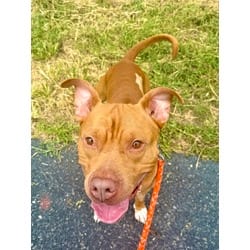 Photo of Dylan, adoptable American Pit Bull Terrier in Washington, District of Columbia