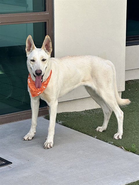 Photo of Ellen, adoptable Carolina Dog in Baldwin Park, California