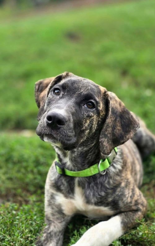 Photo of Beloved Babes : Becky, adoptable Boxer in Aurora, Indiana