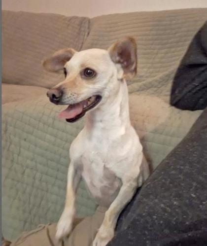 Photo of Rice, adoptable Chihuahua, Short Coat/Mix in Bakersfield, California