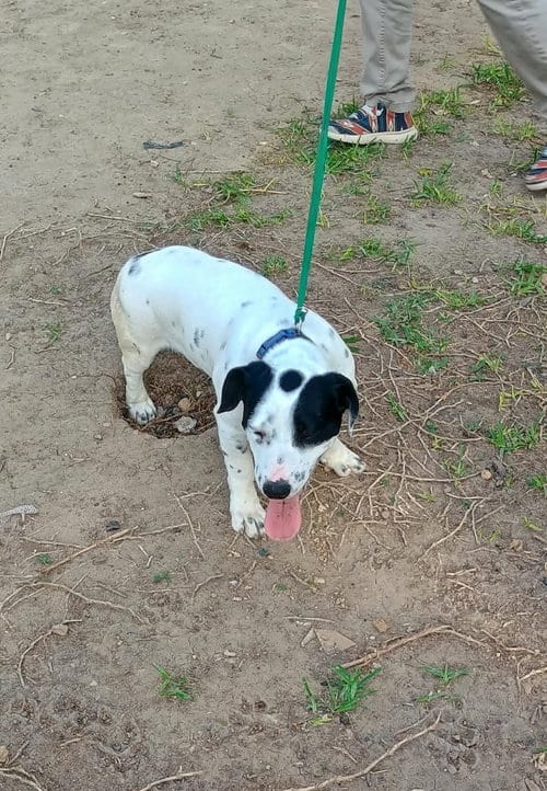 Photo of Sixto, adoptable Unknown breed (short coat) in Paramus, New Jersey