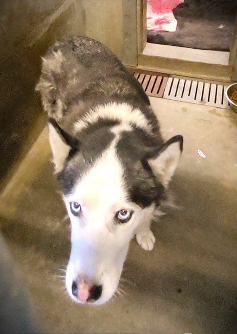 Photo of Jasper, adoptable Siberian Husky in Los Angeles, California