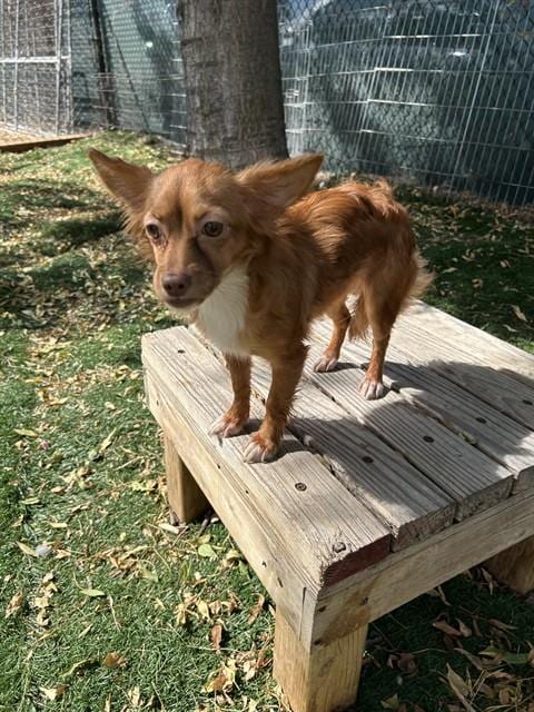 Photo of A199393, adoptable Chihuahua in Fremont, California