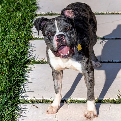 Photo of Bobble, adoptable Pit Bull Terrier in St Louis, Missouri