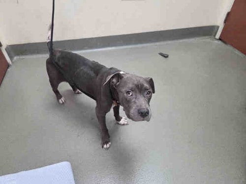 Photo of Chevie, adoptable Pit Bull Terrier in Carlsbad, California