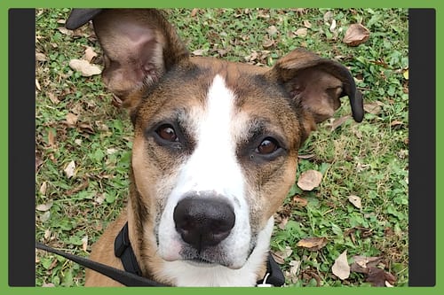 Photo of Augusta, adoptable American Pit Bull Terrier in Amherst, Massachusetts
