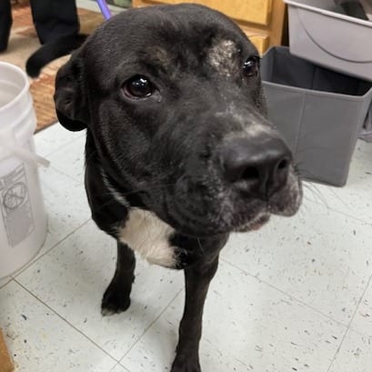 Photo of Sigyn, adoptable Retriever, Black Labrador / Mix