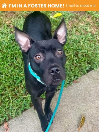Photo of Morning Glory, adoptable dog in Baltimore, Maryland