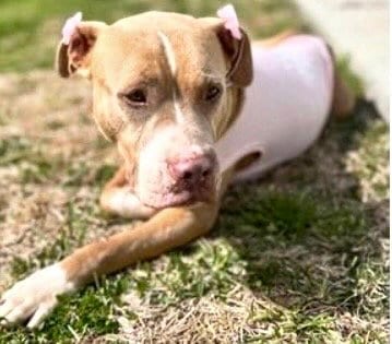 Photo of Lover Girl, adoptable Pit Bull Terrier in Houston, Texas