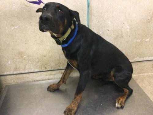 Photo of Archer, adoptable Doberman Pinscher in Riverside, California
