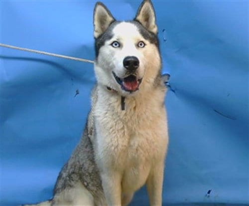 Photo of Shiru, adoptable Siberian Husky in Gardena, California