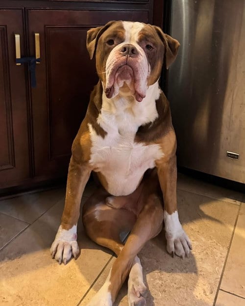 Photo of Princeton, adoptable English Bulldog in New Orleans, Louisiana