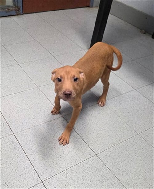 Photo of Lizzie, adoptable Pit Bull Terrier in Augusta, Georgia