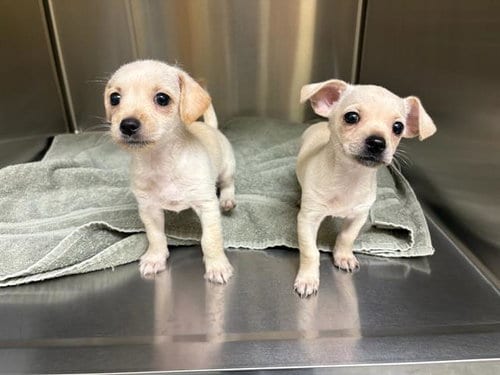 Photo of John, adoptable Chihuahua in Orange, California