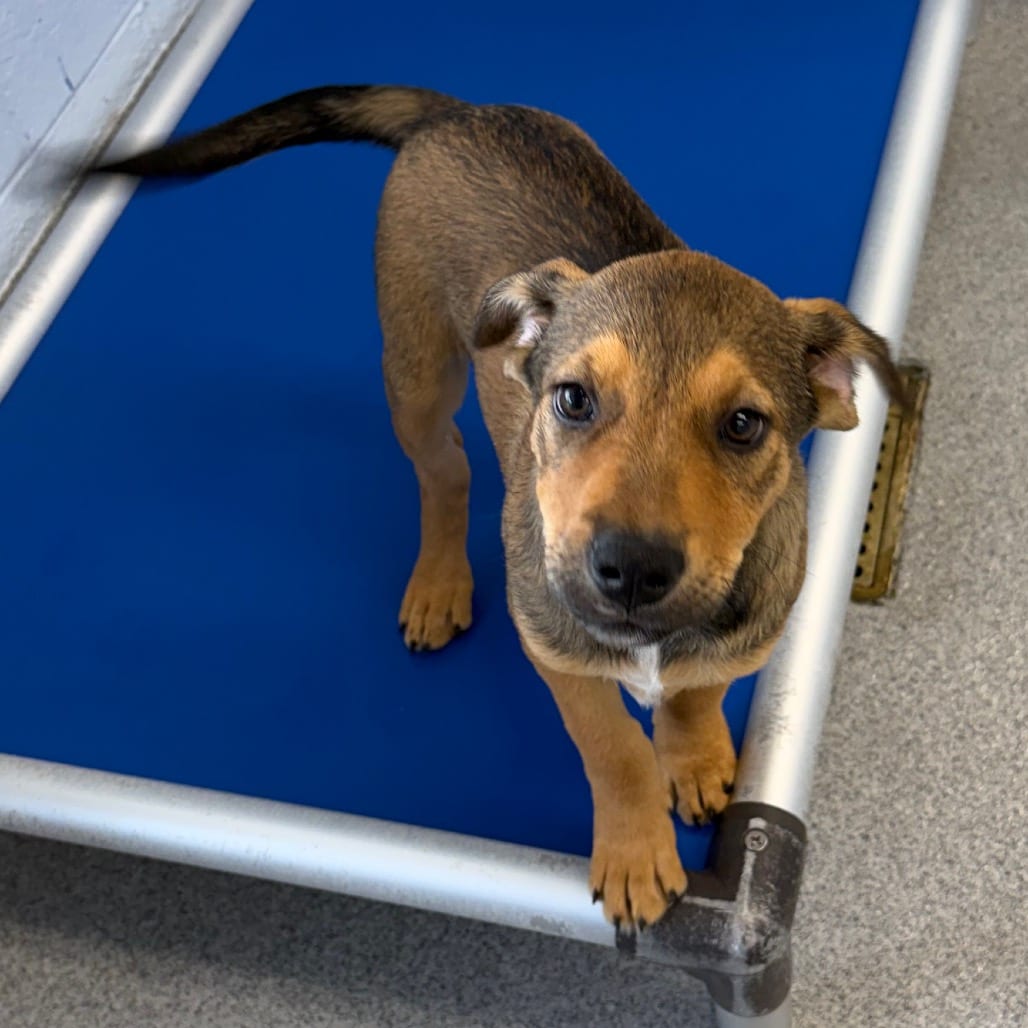 Photo of Howlula, adoptable Mixed Breed (Large) in Martinsville, Virginia