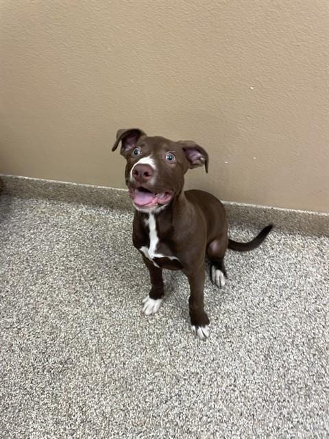 Photo of Toblerone, adoptable Labrador Retriever in Thousand Palms, California