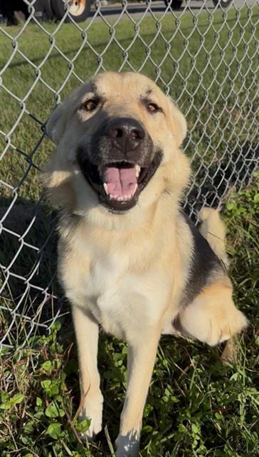 Photo of Greg, adoptable German Shepherd Dog in Rosenberg, Texas