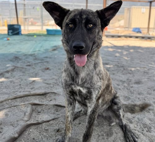 Photo of Matisse, adoptable Plott Hound in San Bernardino, California