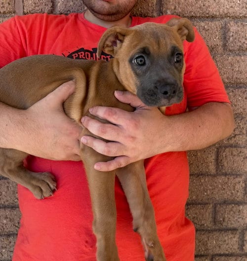 Photo of Ube, adoptable American Staffordshire Terrier in Gilberts, Illinois