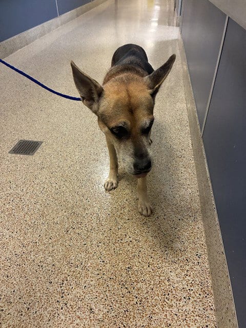 Photo of Larry, adoptable German Shepherd Dog in Miami, Florida