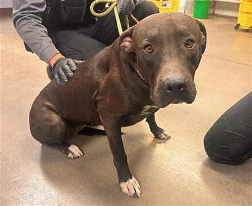 Photo of Arlene, adoptable American Pit Bull Terrier in Phoenix, Arizona