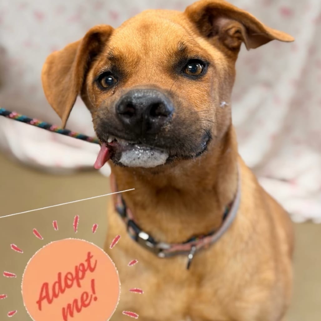 Photo of Maya, adoptable Retriever, Labrador / Mix in San Antonio, Texas