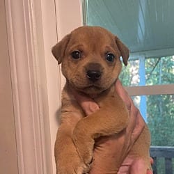 Photo of Oak, adoptable Mixed Breed (Medium) in Holly Springs, North Carolina