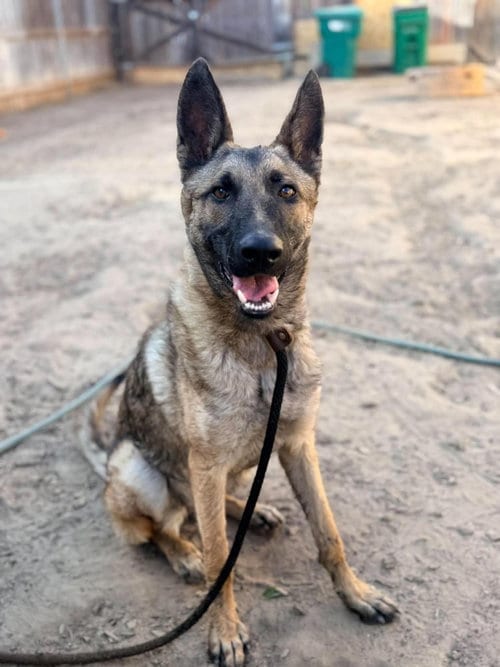 Photo of Bria- located in california, adoptable Belgian Shepherd Malinois in Imlay City, Michigan