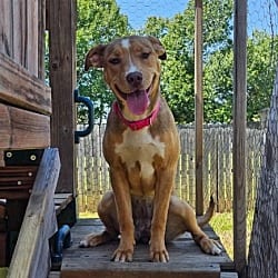 Photo of Anna, adoptable American Pit Bull Terrier Labrador Retriever in Munford, Tennessee