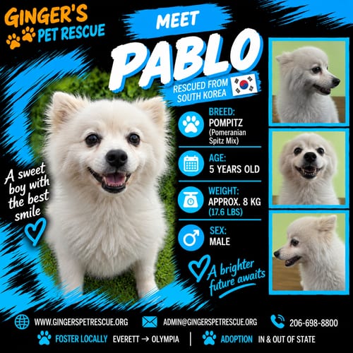 Photo of Pablo From Korea, adoptable Pomeranian in Federal Way, Washington