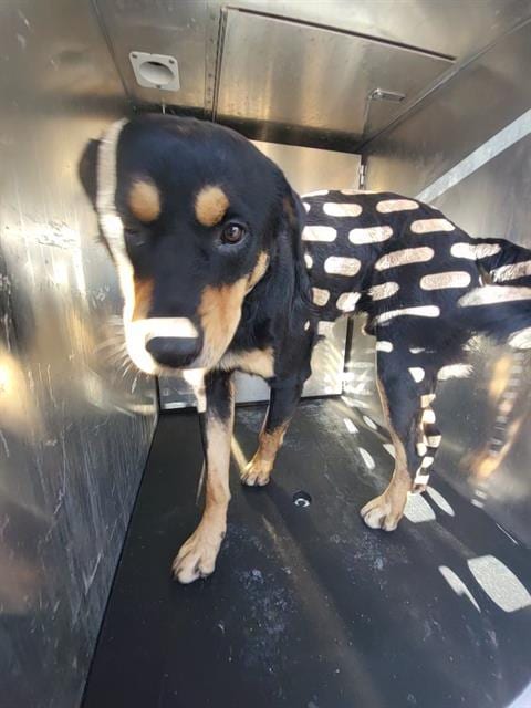 Photo of Duke, adoptable Rottweiler in San Antonio, Texas