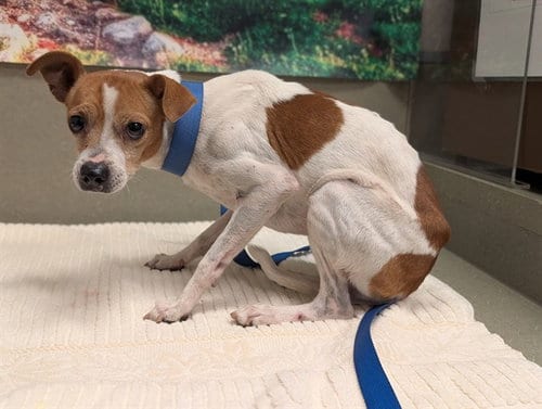 Photo of A554777, adoptable Parson Russell Terrier in Moreno Valley, California