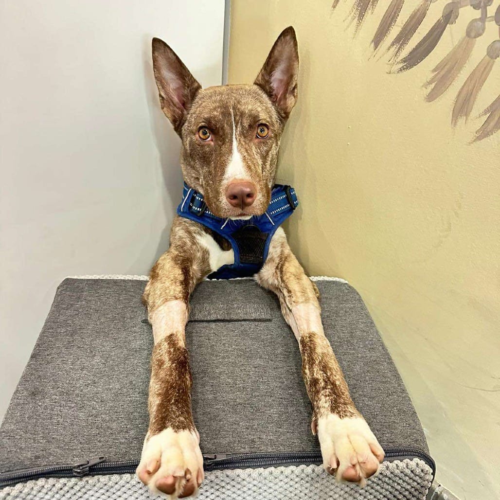 Photo of Lily Luz, adoptable Terrier, American Staffordshire / Mixed Breed (Medium) in Whitestone, New York
