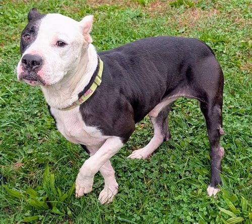 Photo of Peter, adoptable Pit Bull Terrier in Akron, Ohio