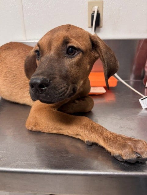 Photo of Nail, adoptable Boxer in Bakersfield, California