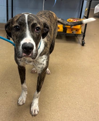 Photo of Conrad, adoptable dog in Chamblee, Georgia