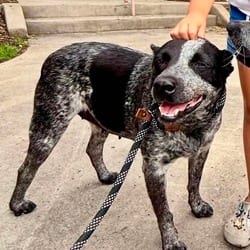Photo of Gracie KF, adoptable Australian Cattle Dog in Hartford, Connecticut