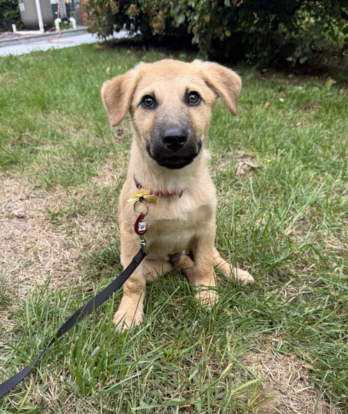 Photo of Tigger 5AcreWood, adoptable Labrador Retriever in Wakefield, Rhode Island
