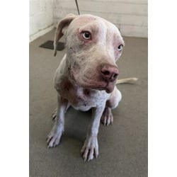 Photo of Coco, adoptable American Pit Bull Terrier in San Bernardino, California