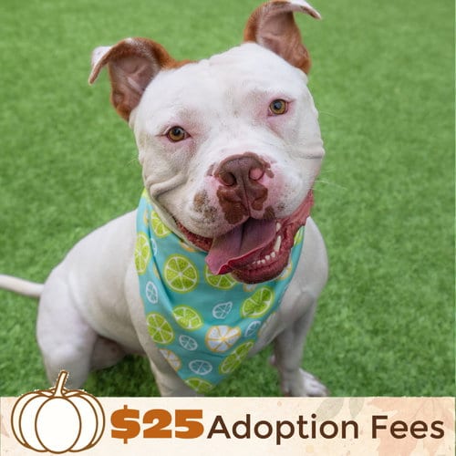 Photo of Miklo, adoptable Pit Bull Terrier in Burlingame, California