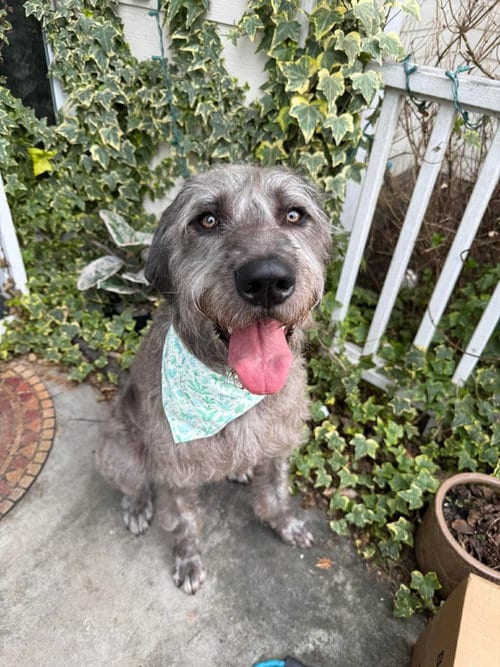 Photo of Nebula, adoptable Great Dane in Bullard, Texas